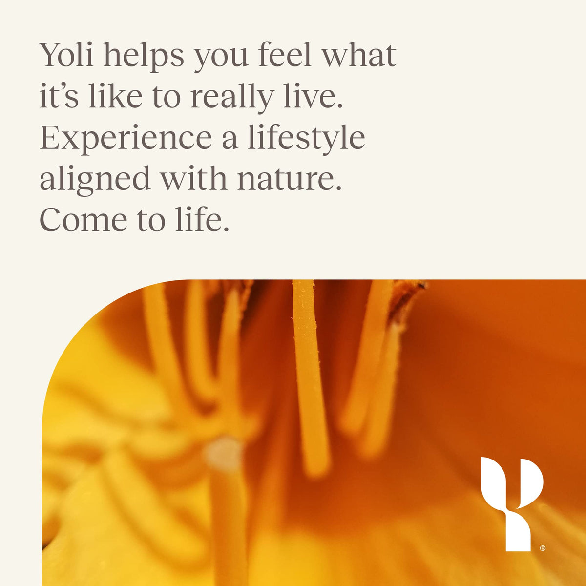 Yoli Transformation Kit with YES, Passion, Alkalete, Pure, and Resolve