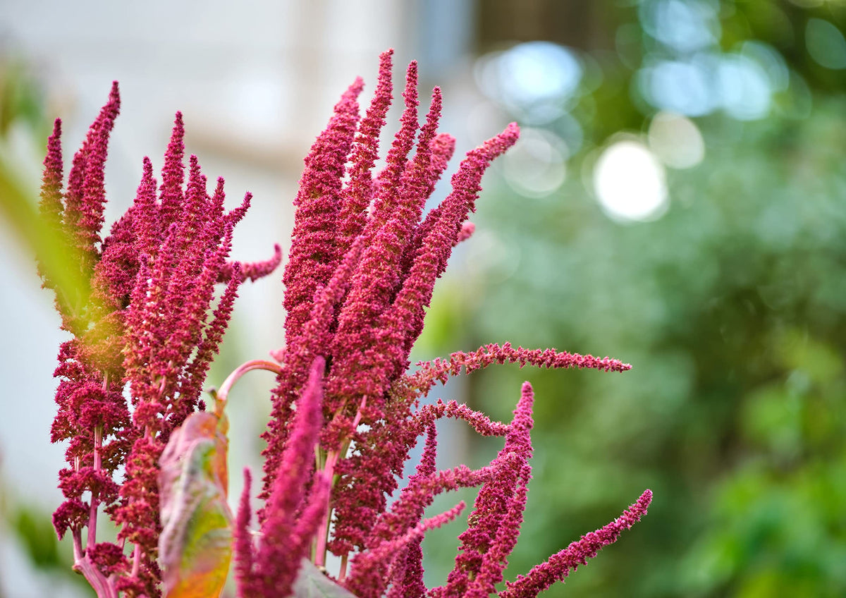 Amaranth Seeds, X Pounds - Whole, Vegan, Bulk