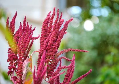 Amaranth Seeds, X Pounds - Whole, Vegan, Bulk