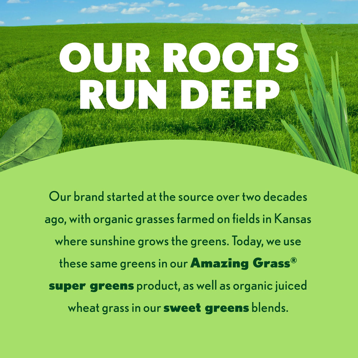 Super Greens Energy Powder with Yerba Mate & Green Tea