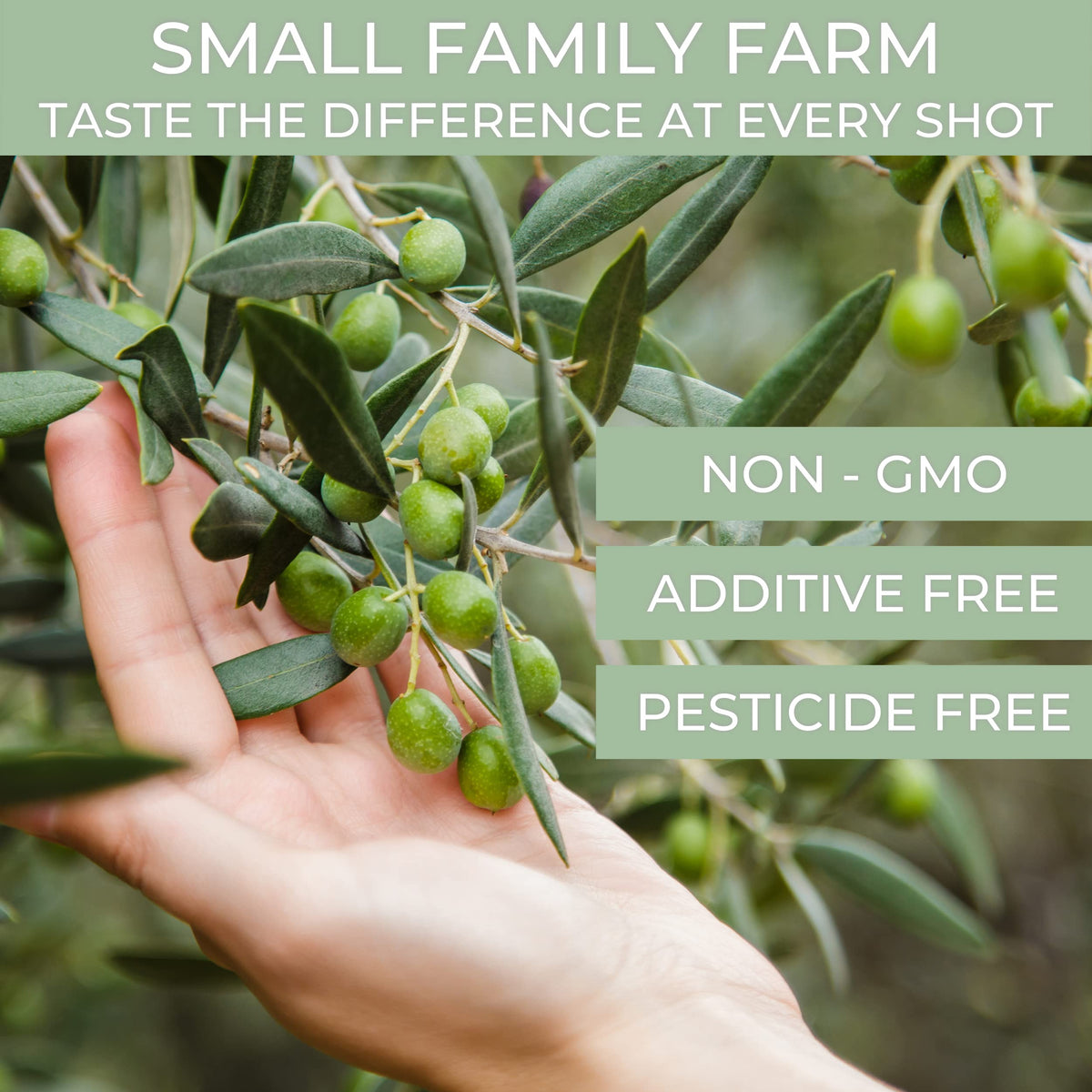 High-Polyphenol Italian Extra Virgin Olive Oil – Cold Pressed