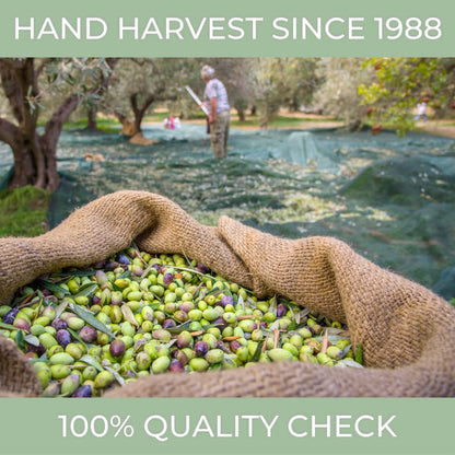 High-Polyphenol Italian Extra Virgin Olive Oil – Cold Pressed